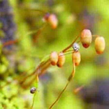  Bryum Argenteum P.E.